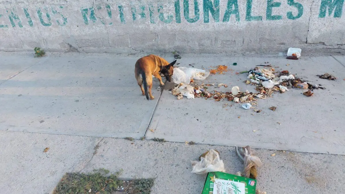 Basura en La Paz